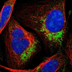 HINT2 Antibody, Novus Biologicals 25 &mu;L; Unlabeled:Antibodies, Polyclonal